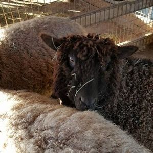 Meet your Posher, Kelly